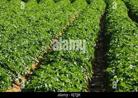 Grand champ de pommes de terre avec des plantes de pomme de terre plantés en rangées droites de nice Banque D'Images