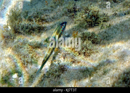 Ornate wrasse (Thalassoma pavo), Stegna, Rhodes, Grèce. Banque D'Images