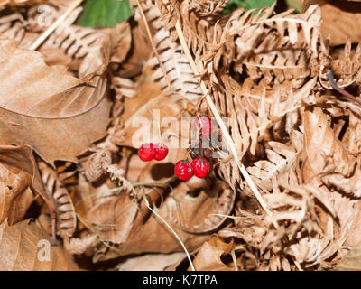 Close up of red deadly night shade baies racornies sol les feuilles d'automne de l'automne ; Essex ; Angleterre ; uk Banque D'Images