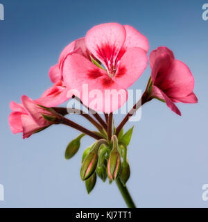 Géranium rouge avec fond bleu Banque D'Images