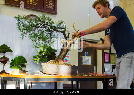 Bjorholm Bjorholm au début de la création d'un bonsai de PIN écossais (Pinus Sylvestris) lors d'une manifestation publique à Belfast, en Irlande du Nord Banque D'Images