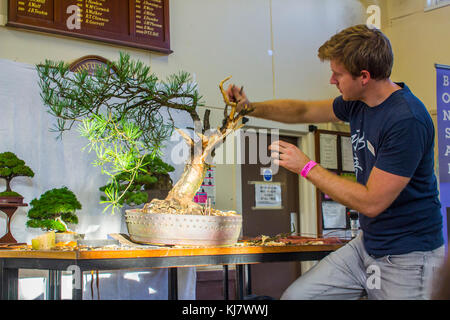 Bjorholm Bjorholm au début de la création d'un bonsai de PIN écossais (Pinus Sylvestris) lors d'une manifestation publique à Belfast, en Irlande du Nord Banque D'Images