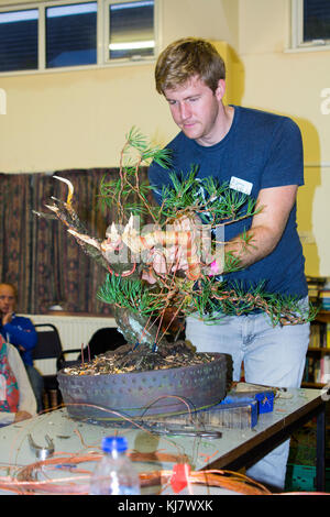 Bjorholm Bjorholm au début de la création d'un bonsai de PIN écossais (Pinus Sylvestris) lors d'une manifestation publique à Belfast, en Irlande du Nord Banque D'Images