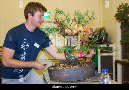 Bjorholm Bjorholm au début de la création d'un bonsai de PIN écossais (Pinus Sylvestris) lors d'une manifestation publique à Belfast, en Irlande du Nord Banque D'Images