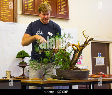 Bjorholm Bjorholm au début de la création d'un bonsai de PIN écossais (Pinus Sylvestris) lors d'une manifestation publique à Belfast, en Irlande du Nord Banque D'Images