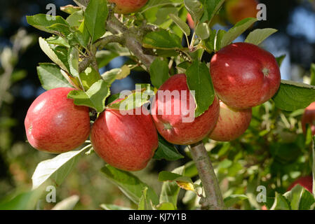 Pommes Braeburn prêts à prendre d'un verger en Nouvelle Zélande Banque D'Images