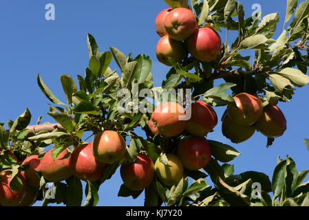 Pommes Braeburn prêts à prendre d'un verger en Nouvelle Zélande Banque D'Images