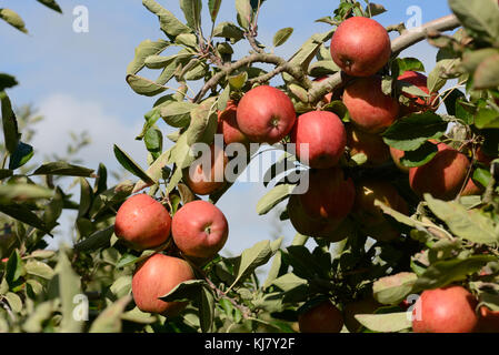 Pommes Braeburn prêts à prendre d'un verger en Nouvelle Zélande Banque D'Images