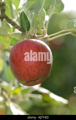 Pommes Braeburn prêts à prendre d'un verger en Nouvelle Zélande Banque D'Images