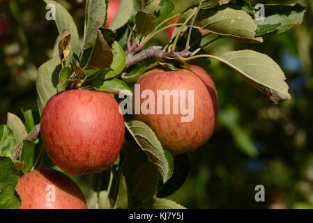 Pommes Braeburn prêts à prendre d'un verger en Nouvelle Zélande Banque D'Images