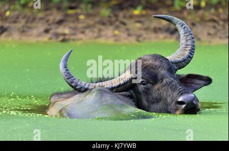 Buvette de buffles d'eau. l'eau mâle echelle buffalo dans l'étang au Sri lanka. le Sri lanka wild water buffalo (Bubalus arnee migona), Banque D'Images