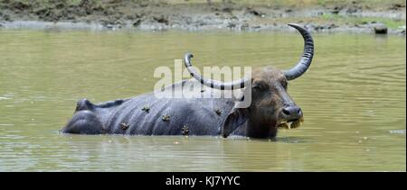 Les buffles d'eau et de grenouilles. buvette de buffles d'eau. mâle le buffle d'eau dans l'étang de baignade au Sri lanka. le Sri lanka wild water buffalo (bubal Banque D'Images