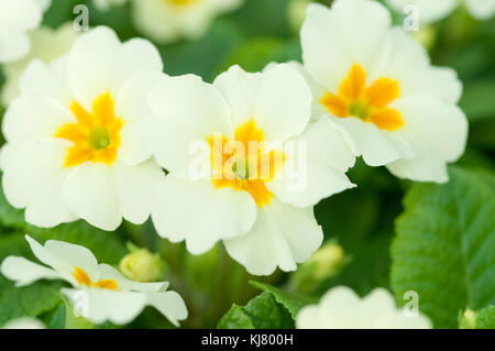 PRIMULA ACAULIS hybride F1 EVERLAST Banque D'Images