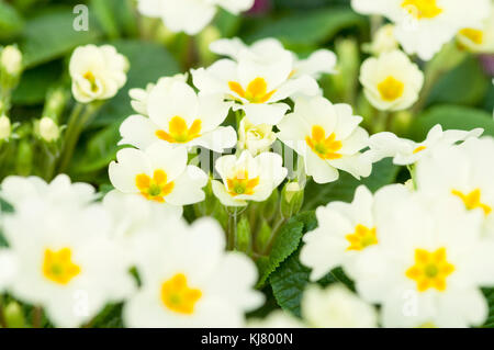 PRIMULA ACAULIS hybride F1 EVERLAST Banque D'Images