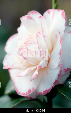 CAMELLIA JAPONICA MARGARET DAVIS Banque D'Images