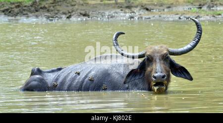 Les buffles d'eau et de grenouilles. buvette de buffles d'eau. mâle le buffle d'eau dans l'étang de baignade au Sri lanka. le Sri lanka wild water buffalo (bubal Banque D'Images