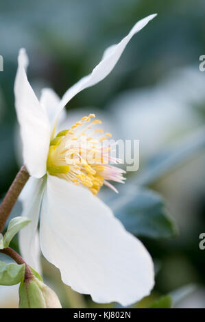 HELLEBORUS NIGER Banque D'Images