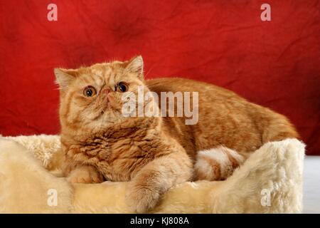 Exotic shorthair, red tabby, le mensonge Banque D'Images
