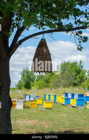 Apiculture. Ruches d'abeilles. Ruche ancienne sur un arbre. Piéger les essaims d'abeilles. Banque D'Images