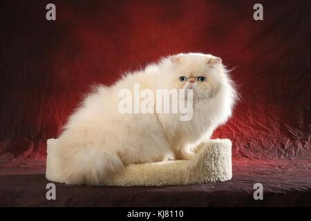 Chat domestique, persan, colourpoint, himalayan cat, Banque D'Images