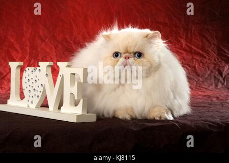 Chat domestique, persan, colourpoint, himalayan cat, Banque D'Images