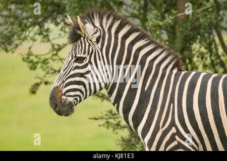 Chapmans zebra à Port Lympne Wildlife Park dans le Kent Banque D'Images