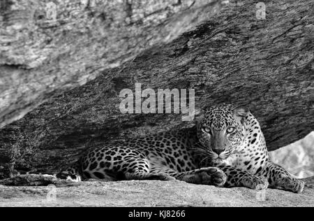 Leopard sur un rocher. La femelle de Leopard (Panthera pardus kotiya). Sri lanka. parc national de Yala photo noir et blanc. Banque D'Images