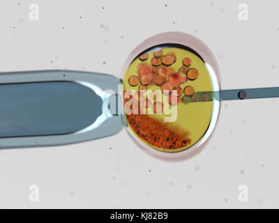 La fécondation in vitro Banque D'Images