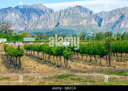 Voyagez à travers les belles montagnes et de Western Cape Winelands, afrique du sud Banque D'Images