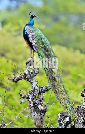 Paon sur l'arbre. portrait de belle peacock . les paons indiens ou des paons bleus (pavo cristatus) . Parc national de Yala au Sri Lanka. Banque D'Images