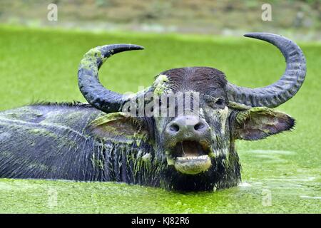 Buvette de buffles d'eau. l'eau mâle echelle buffalo dans l'étang au Sri lanka. le Sri lanka wild water buffalo (Bubalus arnee migona), Banque D'Images