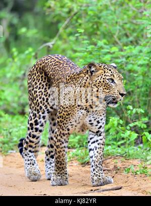 Leopard marcher sur un chemin de sable. l'armée sri-lankaise leopard (Panthera pardus kotiya). Parc national de Yala au Sri Lanka. Banque D'Images