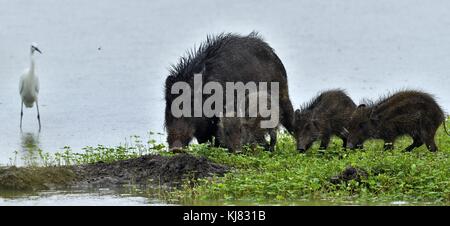 Le sanglier (Sus scrofa cristatus), également connu sous le nom de cochon ou porc moupin andamanais. parc national de Yala au Sri Lanka. Banque D'Images