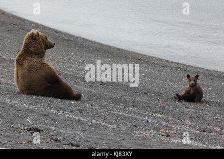 Momma grizzli et son bébé cub reposant sur la plage sur l'île de ninagiak, hallo bay, katmai national park, alaska Banque D'Images