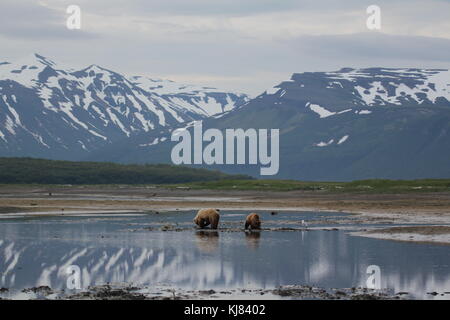 Maman ours et son petit creusage pour les palourdes avec des montagnes en arrière-plan à marée basse dans la baie de Dakar, katmai national park, alaska Banque D'Images