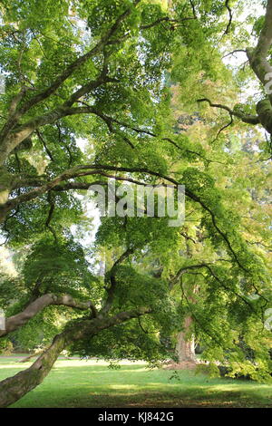 Acer japonais matures, Westonbirt Arboretum, Gloucestershire, Royaume-Uni Banque D'Images