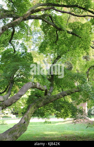 Acer japonais matures, Westonbirt Arboretum, Gloucestershire, Royaume-Uni Banque D'Images