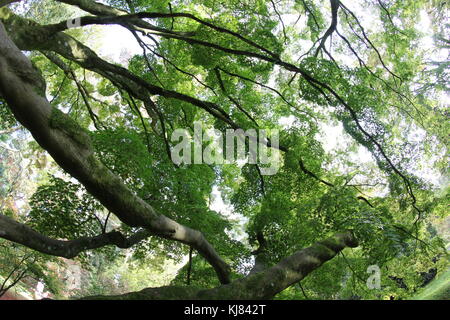 Paysage de Acer japonais matures vu du dessous, Westonbirt Arboretum, Gloucestershire, Royaume-Uni Banque D'Images