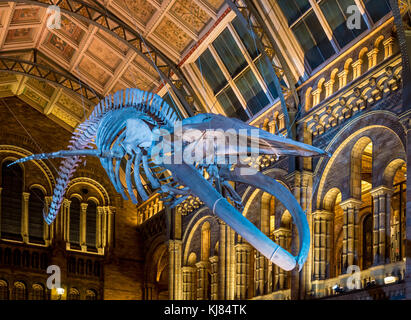 Squelette de rorqual bleu nommé espoir, suspendu dans le hall Hintze, Natural History Museum, Londres, Royaume-Uni. Banque D'Images