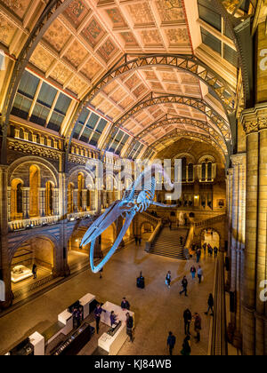 Squelette de rorqual bleu nommé espoir, suspendu dans le hall Hintze, Natural History Museum, Londres, Royaume-Uni. Banque D'Images