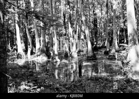 Cypress swamp sur la natchez trace Parkway dans le comté de Madison, canton, Mississippi Banque D'Images