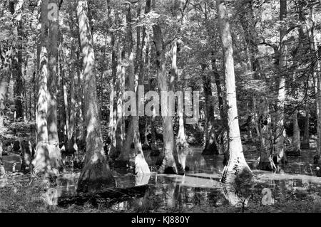 Cypress swamp sur la natchez trace Parkway dans le comté de Madison, canton, Mississippi Banque D'Images