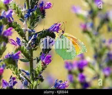 Papillon Gonepteryx Cleopatra cleopatra au soleil sur la fleur de Vipérine commune dans la campagne espagnole Espagne Banque D'Images