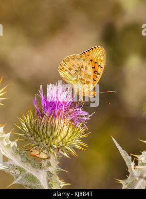 Dark Green fritillary butterfly Masoacidalia aglaja sur une tête de chardon dans la campagne anglaise England UK Banque D'Images