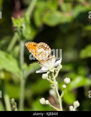 Heath Fritillary Mellicta uthalia papillon dans la RSPB réserve naturelle appartenant à The Blean Woods près de Canterbury dans le Kent en Angleterre Banque D'Images