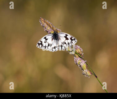 Papillon blanc marbré ibérique Melanargla lachesls dans le centre de l'Espagne Banque D'Images