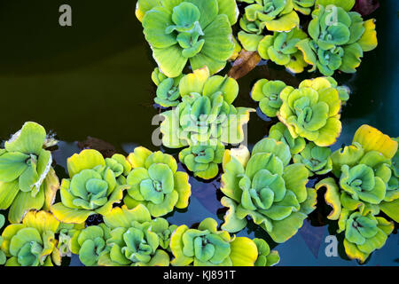 Fleurs roses succulentes flottant à la surface de l'eau au Jardin botanique (Jardim Botânico da Madeira), Madeira, Portugal Banque D'Images