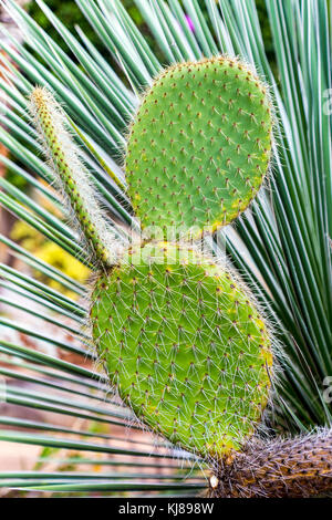 Les plaquettes et les feuilles de cactus au fond du jardin botanique (Jardim Botanico da Madeira) à Madère, Portugal Banque D'Images