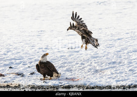 Le jeune aigle à tête blanche survole un autre aigle sur le saumon kéta le long de la rivière Chilkat dans la réserve d'aigle à tête blanche de la rivière Chilkat en Alaska. Banque D'Images