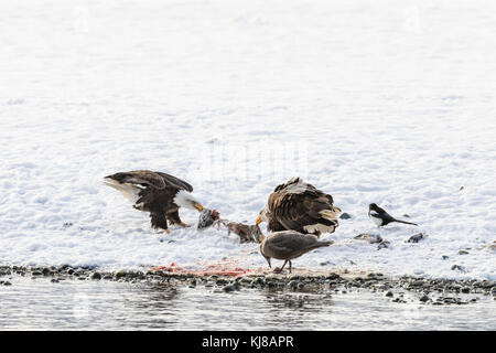 Pygargues à tête blanche dans un remorqueur de guerre au sujet des mêmes rabuts de saumon le long de la rivière Chilkat dans la réserve d'aigle à tête blanche de la rivière Chilkat en Alaska. Banque D'Images